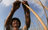 Nông dân Hà Nội phơi mình trong nắng lửa 